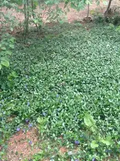 Vinca Minor