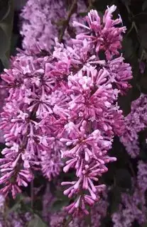 Flower 2