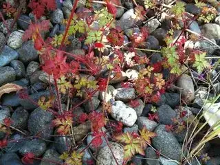 Unidentified Weed