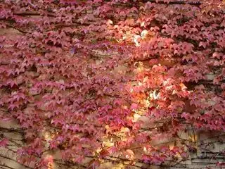 color