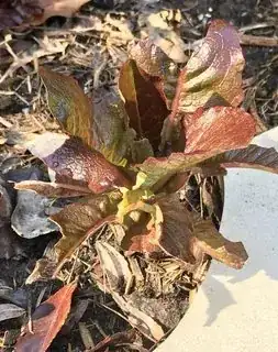 lettuce plant