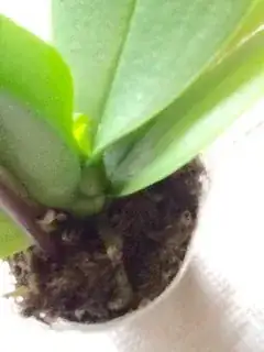 View of base of plant