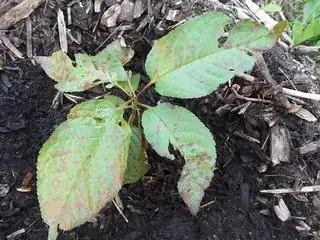 The entire seedling
