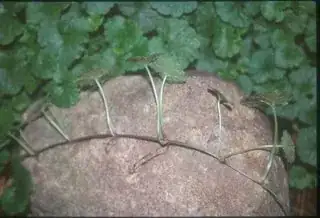 growing over a rock