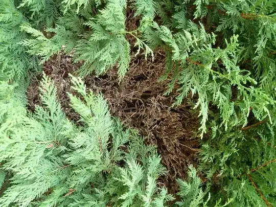 Another part of the hedge...