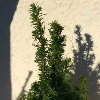 the tip