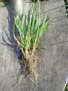 Root
