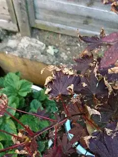 Some leaves