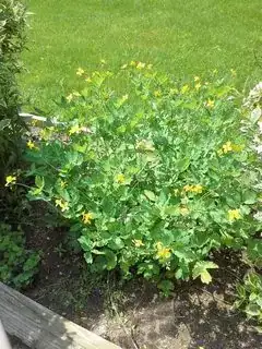Whole bush