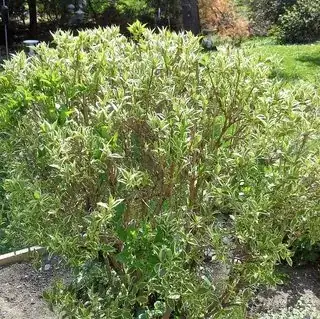 Current healthy plant
