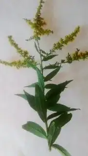 View of back side of leaf