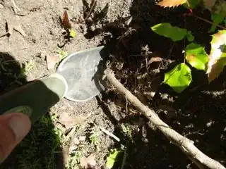 deep roots