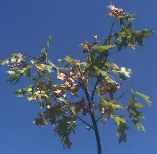 Scarlet Oak brown leaves