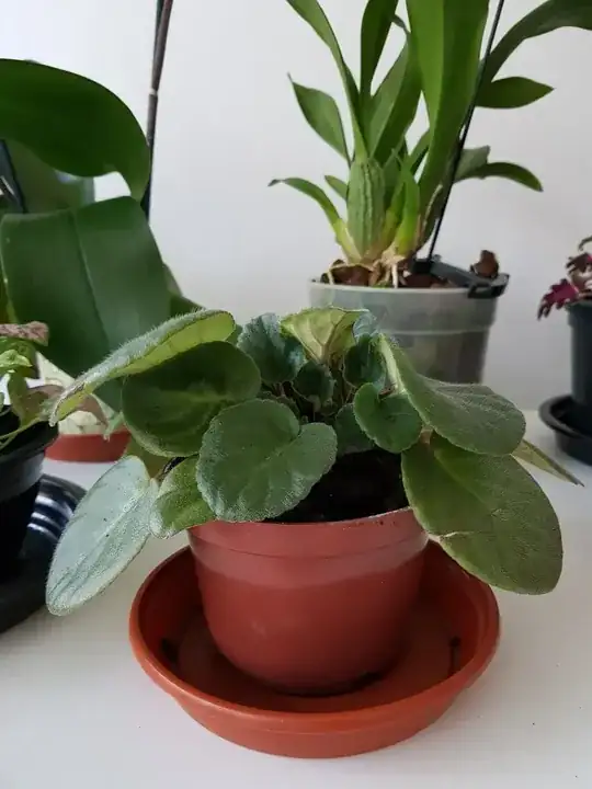 My violet flowering with leaves laying in the pot