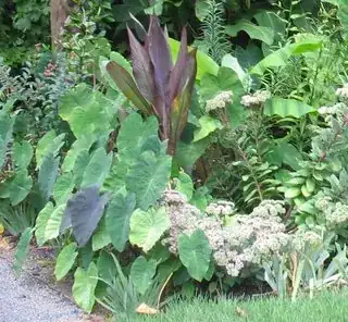 In garden