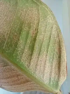 Thrips