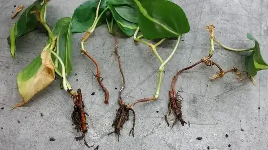 Some stems taken out