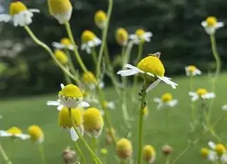 Chamomile flowers with pests on the stem