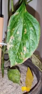 image of damaged plant