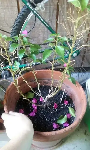 bougainvillea wilt