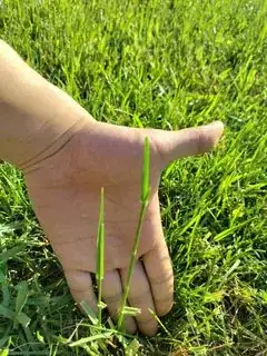 Stem