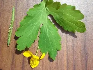 Flower, leaf, seedpod