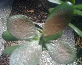 Cluster of bad leaves