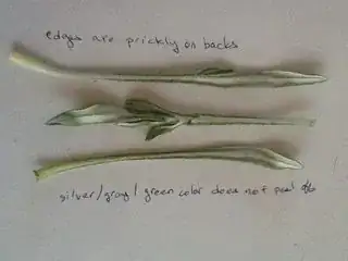 backs of leaves