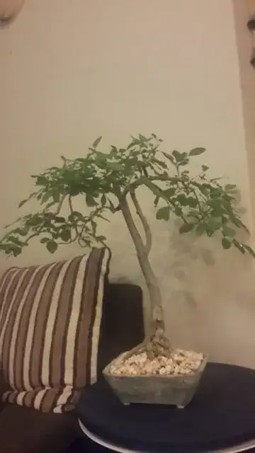 tree right side up