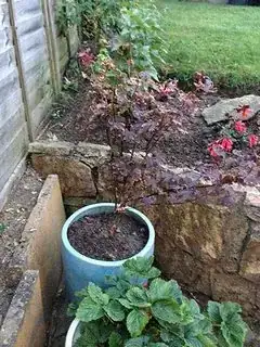 The tree in its pot