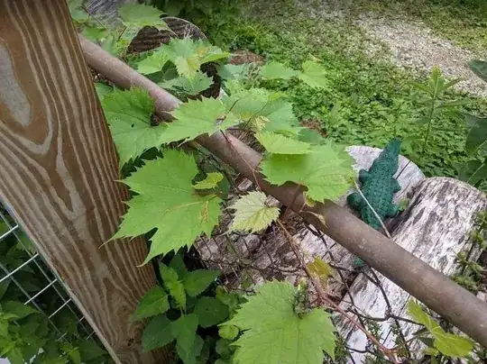 Grapevine?