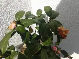 Damaged flower