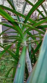 Leaves