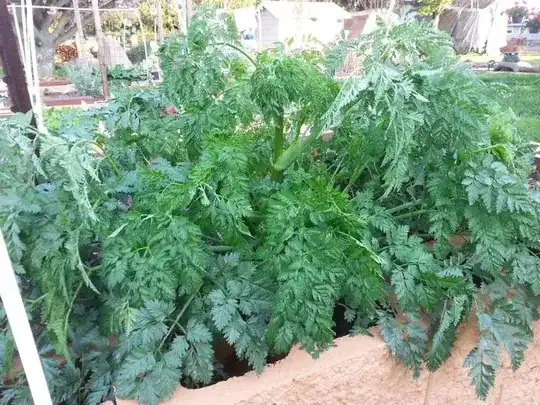 mystery plant