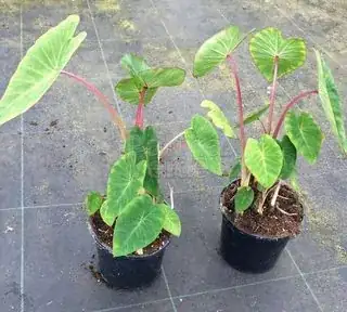 In pots