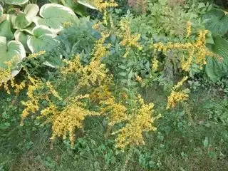 Whole bush