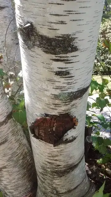 My own trees!