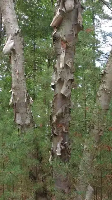 middle tree damage a little closer