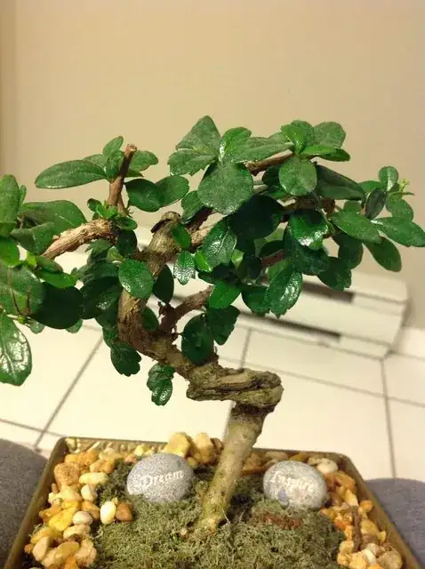 image of the bonsai in question