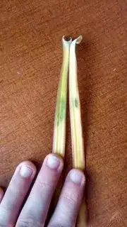 dracena