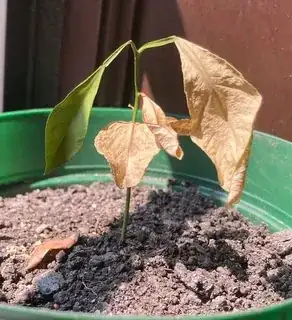 Seedling with three dead brown leaves and one drooping green leaf