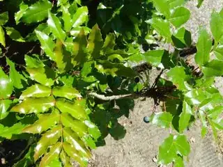 mystery plant