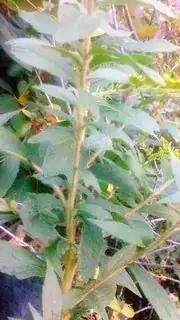 Just the stem