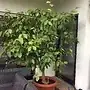 whole tree