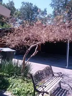 Brown Meyer lemon tree with scraping of base