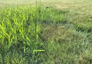 Height vs. fine fescue