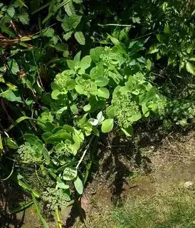 My creeping sedum 
