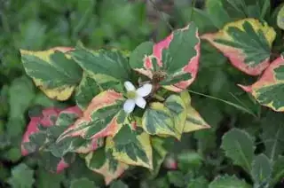 Colorful leafs