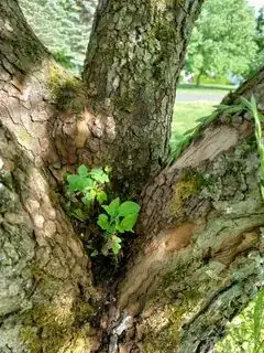 Tree 3