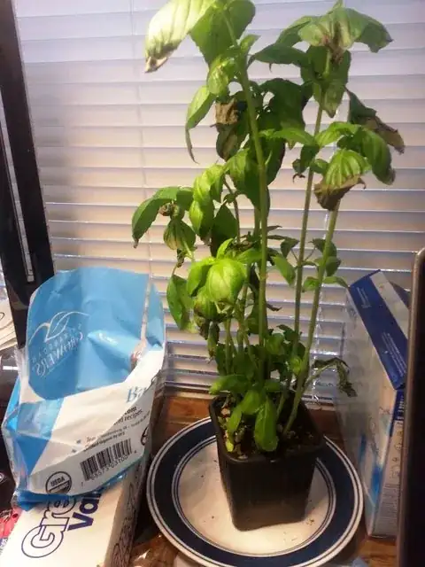 The plant in question with pot